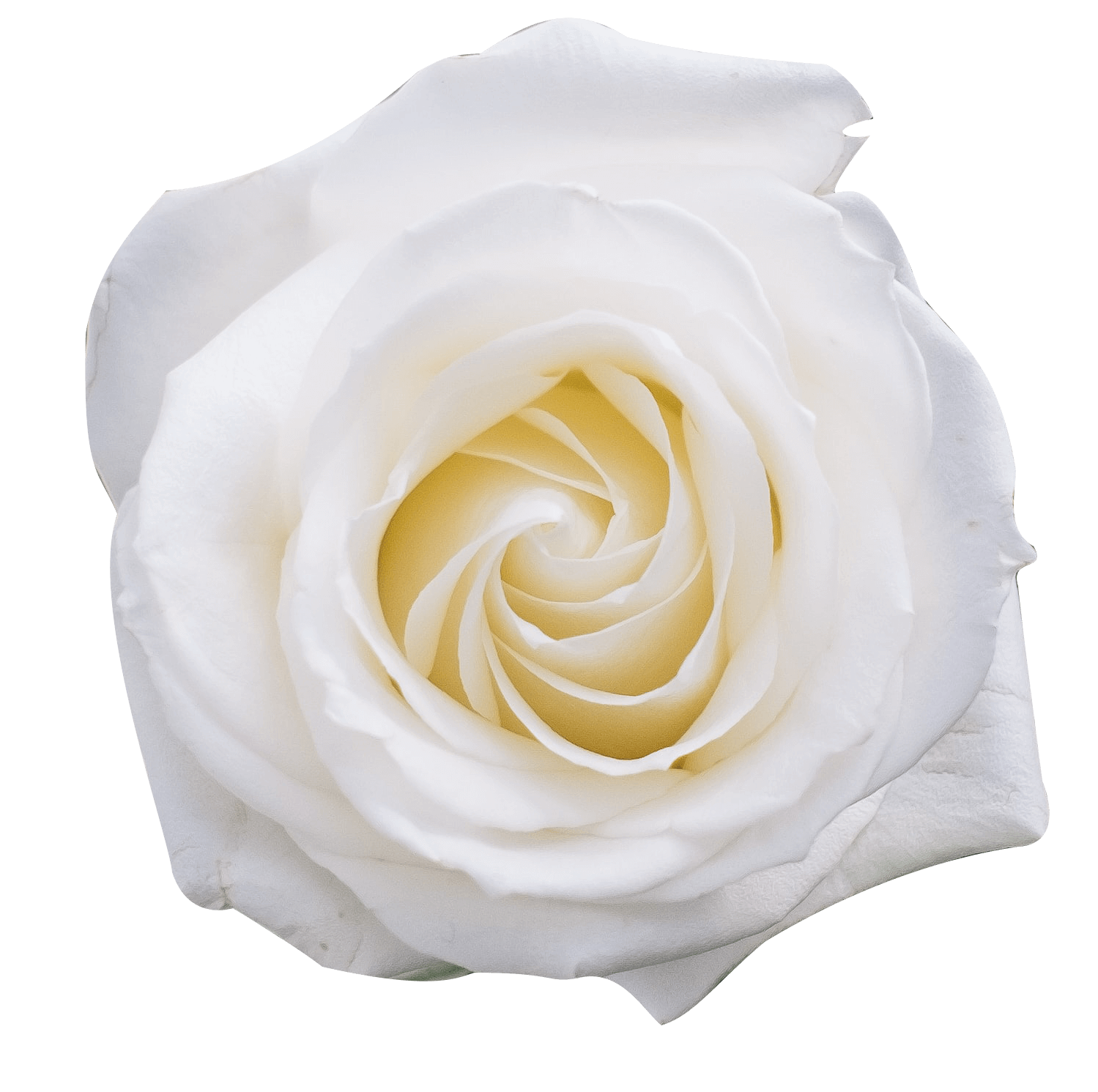 White Rose PNG